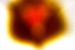Supernova