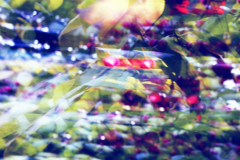 Surreale Blüten