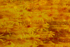 Flower-yellow-Ausschnitt-1