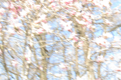 Magnolienblüte