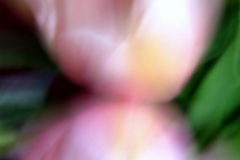 Tulpe, rosa 2