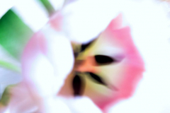 Tulpe, rosa