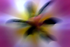 Tulpe, Stempelkreuz