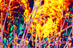Wildfire 1