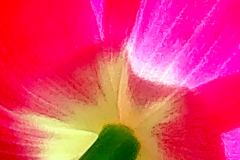 Tulip
